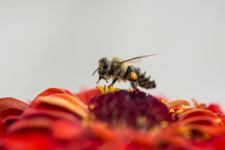 Is Honey a Kosher Food?